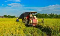 First organic rice project underway in Hải Phòng