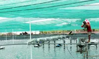 Đồng Nai switches to sophisticated aquaculture methods