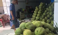 Durian prices in HCM City remain high despite oversupply