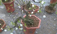 Gardeners in Southern Vietnam prepare bonsai plants for Tet