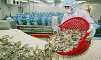 Vietnam develops hi-tech water treatment system for shrimp farms