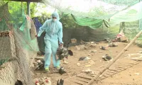 Bird flu detected in Phu Yen province