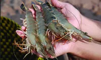 First shrimp breeding farm in Vietnam fulfills criteria set by  OIE standards