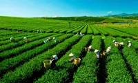 Thai Nguyen promotes tourism through tea production