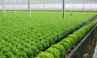Da Lat invests in high-tech agriculture