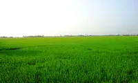 Rain saves thousands of hectares of rice in Nghe An