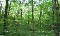 Community forest management