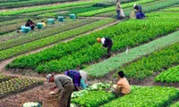 Organic farming has great potential in Vietnam