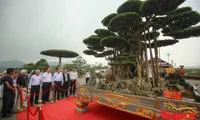 Vietnam chosen to host Asia-Pacific Bonsai Exhibition 2019