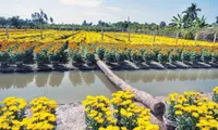 Sa Dec flower village gets ready for new year