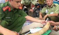 Nearly 20 kg of suspected elephant tusks seized in Binh Dinh