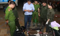 Rescue centre receives two baby tigers from Ha Tinh police