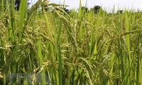 Vietnam gets help with rice cultivation