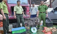 Dien Bien police seize large amount of trafficked wildlife animals