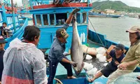 Tuna vessels returned with high output