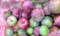 Picking plums in Moc Chau