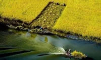 Tam Coc turns yellow in ripening rice season