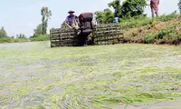 Southern provinces face severe saline intrusion