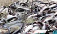 POR14 result leads to difficulties for tra fish exporters