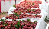 Frozen lychees potential for exports