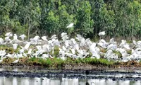 Unique Lang Sen Wetland Reserve