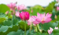 Authentic lotus colour and fragrange preserved in dried form