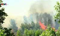 Wildfire in Quang Ngai destroyes 20 ha of forest