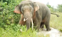 Elephant released to nature