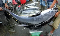 Exporting tuna needs more measures to reach USD 1 billion