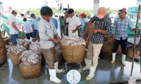 Kien Giang steps up efforts against IUU fishing