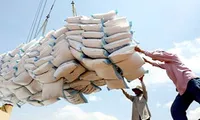 Rice export to be controlled this year