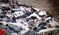 Price of Tra fish and white legged shrimp recover in the Mekong Delta