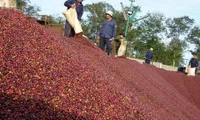 Vietnam’s coffee exports plummet in eight months