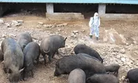 Netherlands shares experience in preventing African swine fever