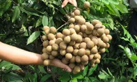 Hung Yen organizes the Week of Longan 2019