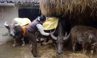 Farmers in Lao Cai strive to keep their cattles warm