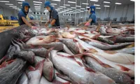 Prospect for Tra fish exports in 2019