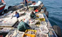 Fishermen in Khanh Hoa start new year with bumper catches