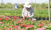 Millions of flowers in Sa Dec provide decorations for the Lunar New Year