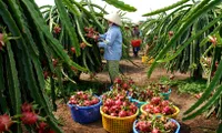 Enhancing competitiveness for Vietnamese agricultural products