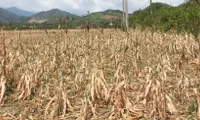 Widespread drought affects Gia Lai province