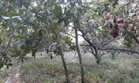 Cashew farmers fear poor yield during harvest season