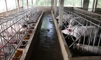 Việt Nam improves animal farming quality