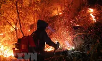 Forest fire in Hà Tĩnh Province under control