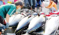 Declined tuna price affects fishermen