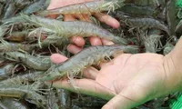 Shrimp exports to the US