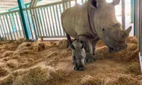 Two newborn rhinos in Phu Quoc island