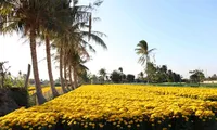 My Binh’s yellow daisy village in full bloom for Tet