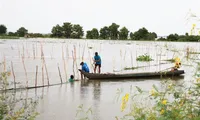 Flooding season arrives late in Mekong Delta