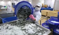 Vietnam’s shrimp exports to EU increase sharply